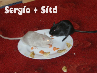 sergio-und-sitd.jpg