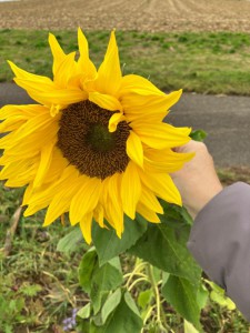 sonnenblume-20251026-WA0005