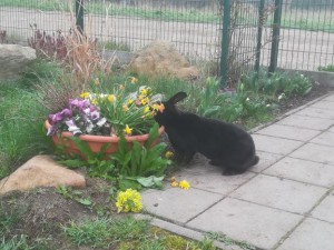 steffi_20190406_090956