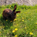steffi_20200419_125313254_HDR
