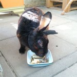 steffi_20200421_084825816x