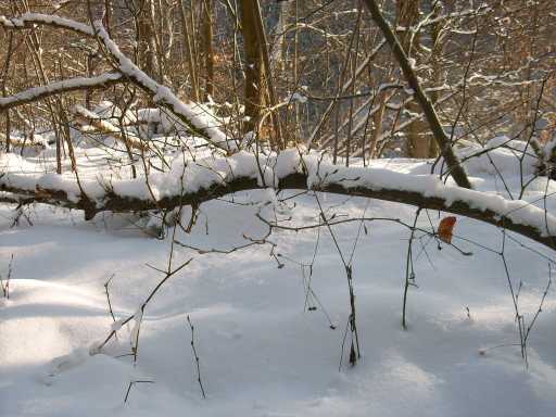 steina2503200803.jpg