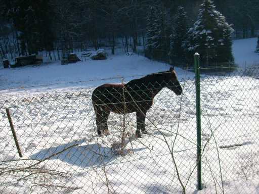 steina25032008pferd.jpg