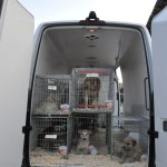 vieleHunde.Katzen01.HAR