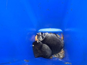 waschbaeren.in.der.tonne20251031