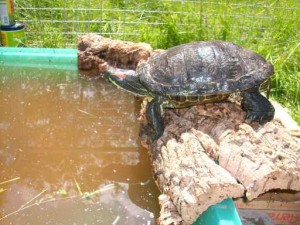 wasserschildkroete0101