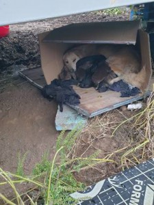 welpen.in.not.image001