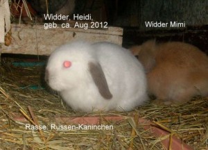 widder.heidi