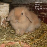 widder.mimi